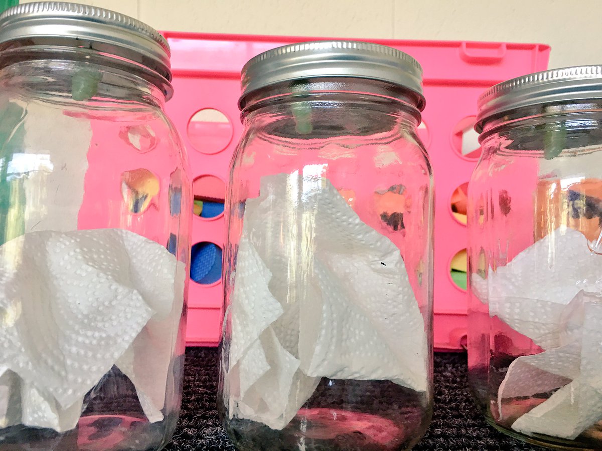 ms_barna's tweet photo. We are excited to see that our caterpillars have formed their chrysalises. Now onto the metamorphosis stage! 🐛 😁 https://t.co/YzACT3DKC8