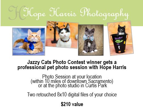 Jazzycatsshows's tweet photo. Win pet portrait by Hope Harris! Photo contest for your kitty pics. #jazzycatscatshows #lovemycat #sacramentoevents #kittenlove https://t.co/z2Ft74gfp5