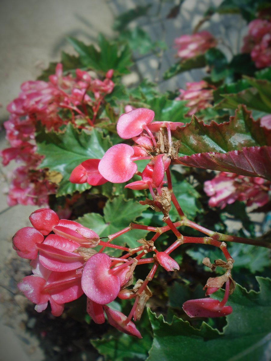 ArtGalleryPlus's tweet photo. Arboretum is beautiful as ever.  This weather especially made't a good trip.
@LAArboretum https://t.co/mtOniZrIOH