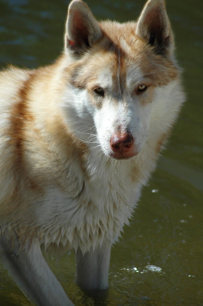 evelyn_m_k's tweet photo. GoodNight Pack @mikakiwanini @Nokomaq @DianeRedelinghu @mireille238 @nkDarkDrgmailc1 @artemissamsara4 @GichiGumee #Istand4wolves #SaveWolves https://t.co/WSxKFvaB5G