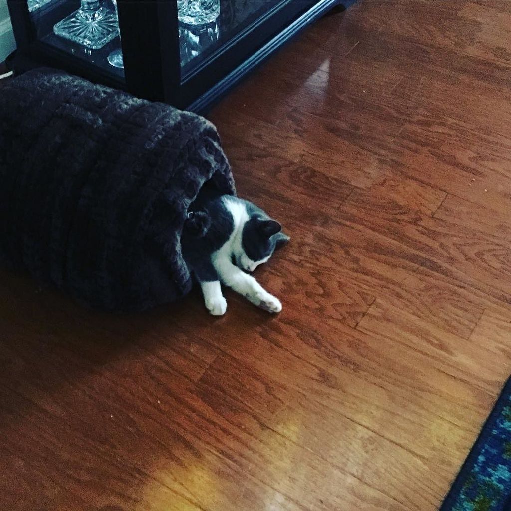 Jennsoldit's tweet photo. You know that feeling...when you barely make it to bed😂
#nickthekitten #kitten #workhardpl… https://t.co/VwR75Z1LhC https://t.co/VFwYEaOThf
