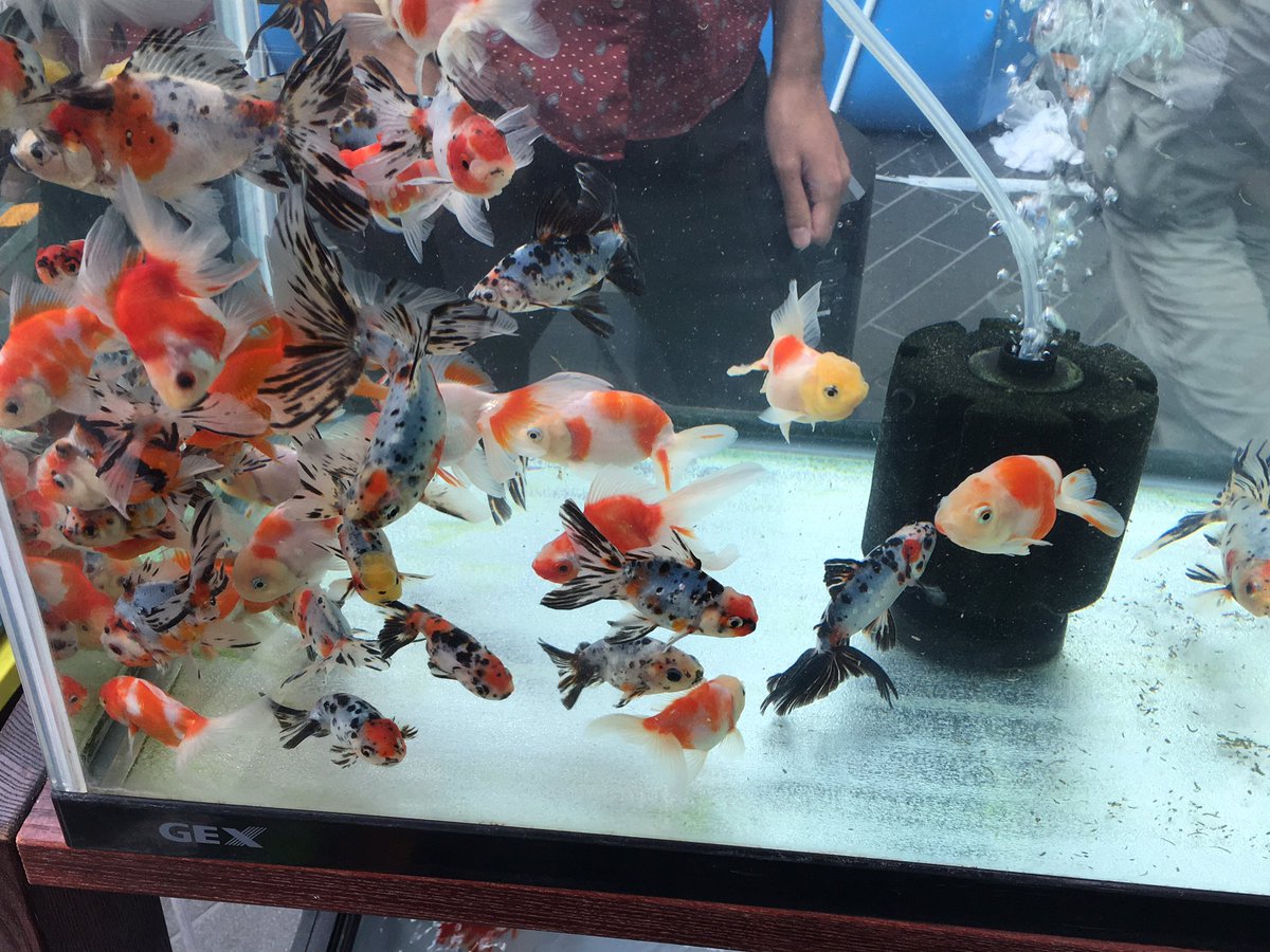 金魚屋あいこ 金魚屋あいこ二子玉川店オープン 笑