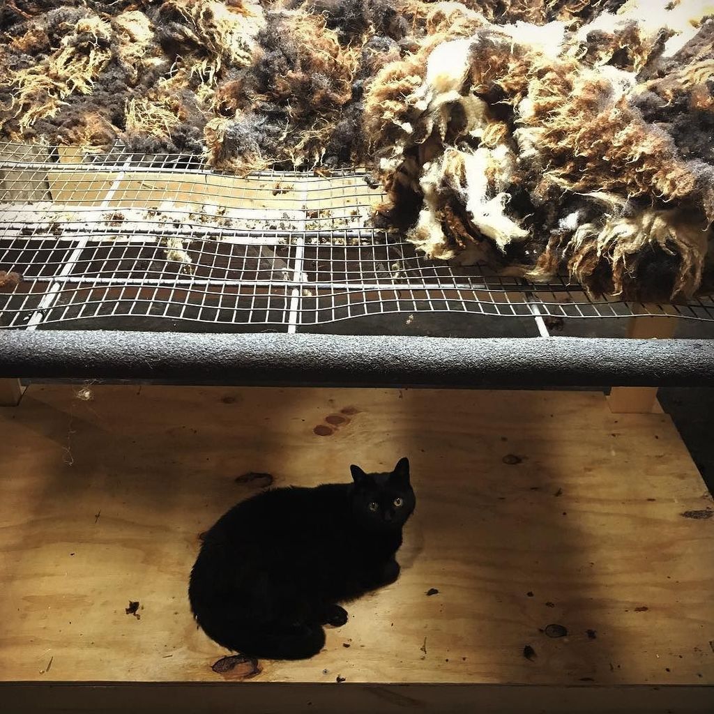 crazysheeplady's tweet image. Claire Bear approves of the new bottom board/shelf. #woolprocessing #catsofinstagram #cats… ift.tt/2cSDmV6