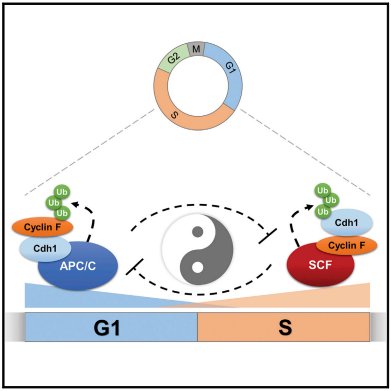 HealthandMed_LR's tweet image. #Cellcycle transition #G1 to #Sphase controlled by reciprocally regulating #enzymatic complex  #celldivision #cancer buff.ly/2ckVypW