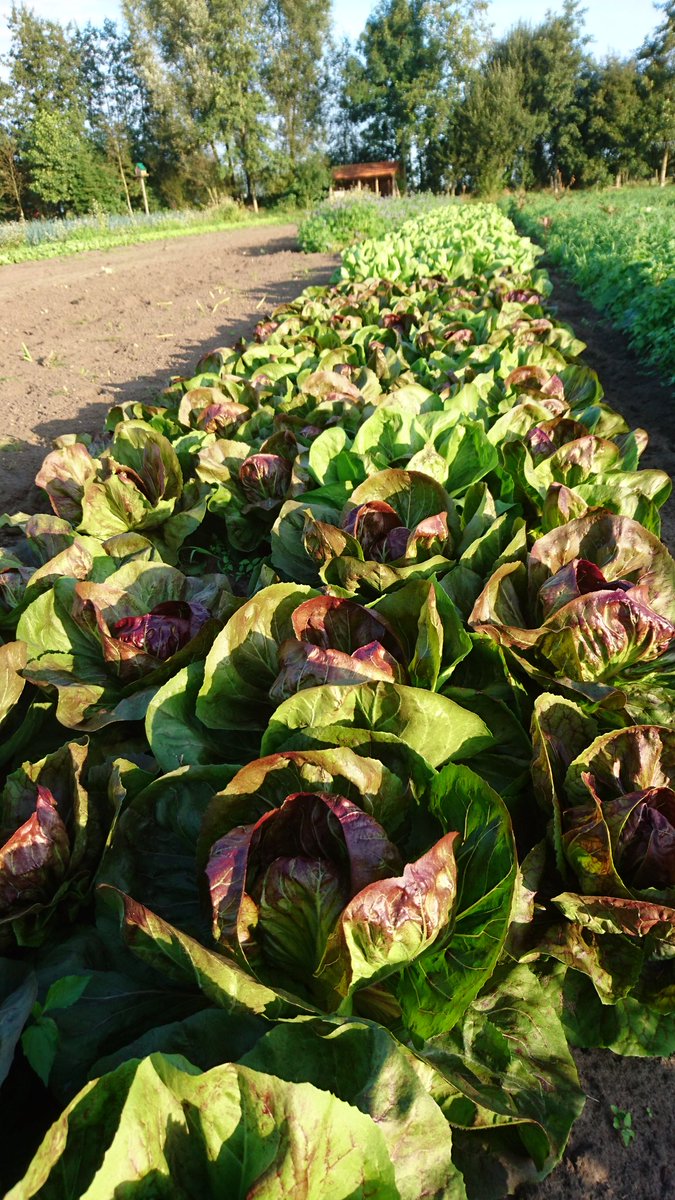 oscarjansen02's tweet image. #resultmanagement Rijke en gezonde resultaten door rijke en gezonde bodem. 
Hoe zorg jij voor een rijke bodem?