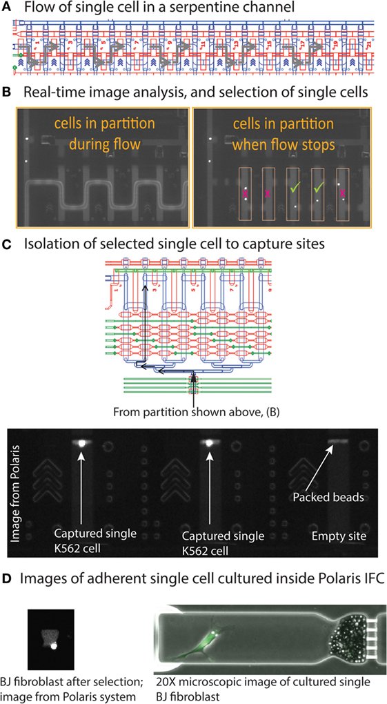 FrontBioeng's tweet image. Researchers develop new #technology for single-cell functional analysis: fron.tiers.in/go/G6iAdT #biotech #systemsbio