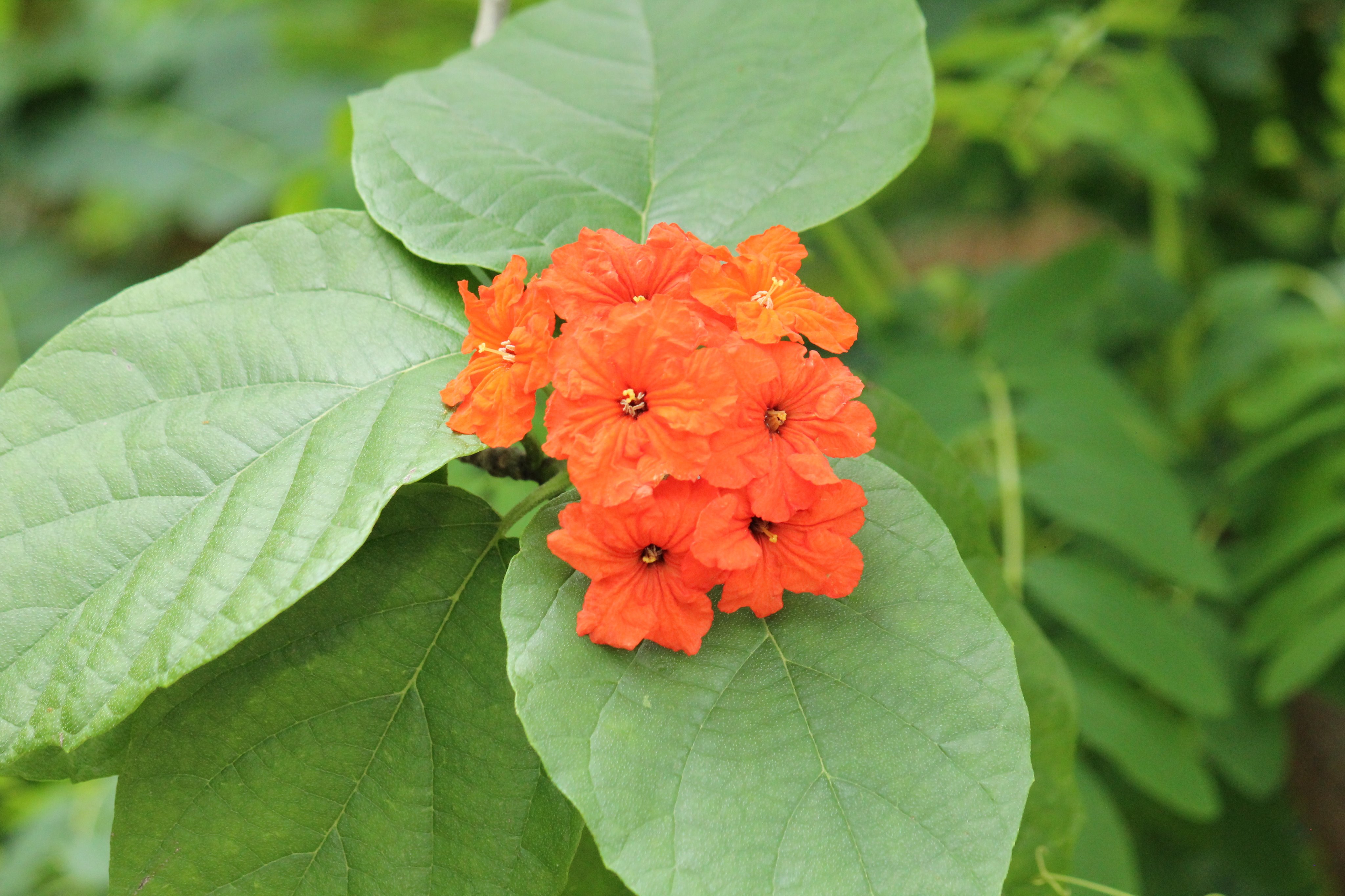 咲くやこの花館 花木室にて ひときわ目をひく鮮やかな色の花が咲いています こちらはアメリカチシャノキ 原産地の中米から南米北部の地域では街路樹としてよく使われており 果実は食用にできるそうです 咲くやこの花館 あざやか 植物