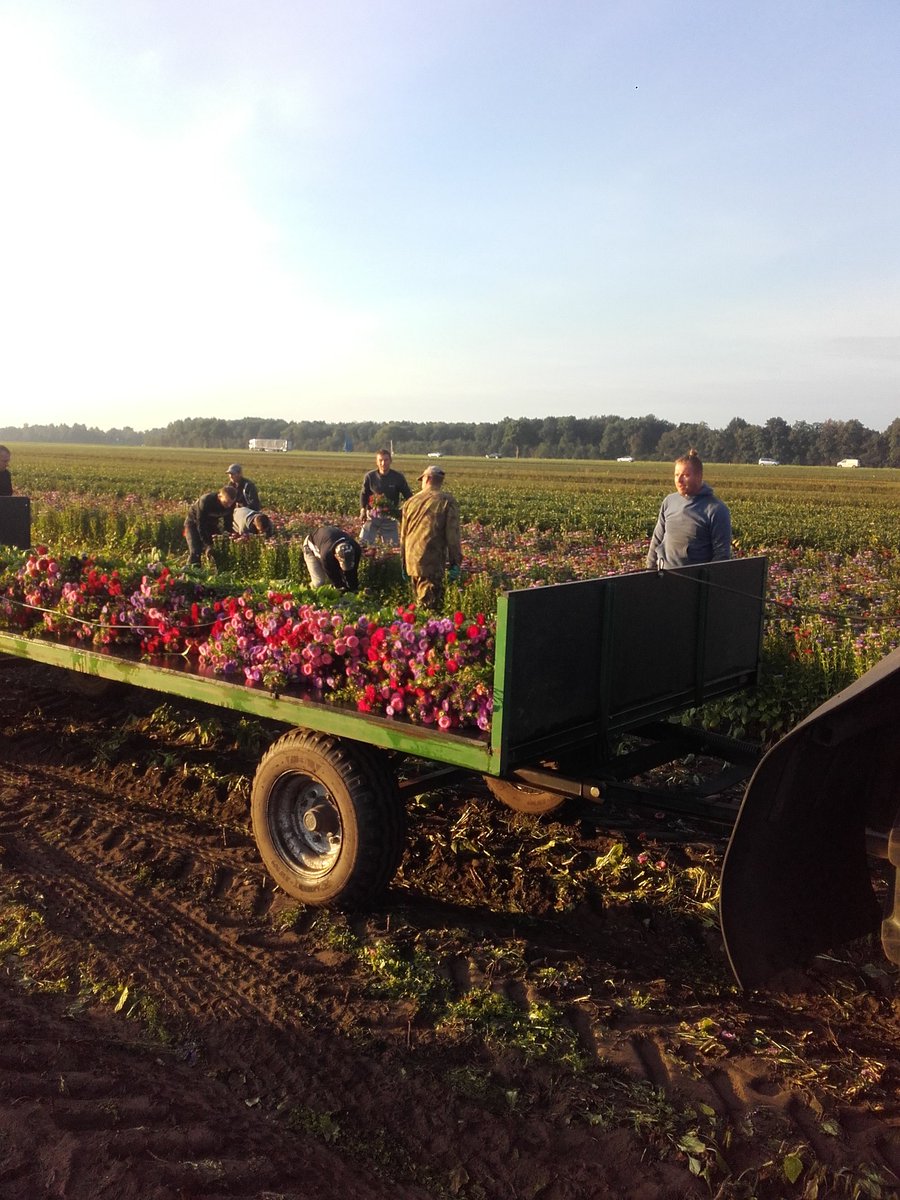 eduard_daling's tweet image. Vandaag worden de laatste #callistephus geoost