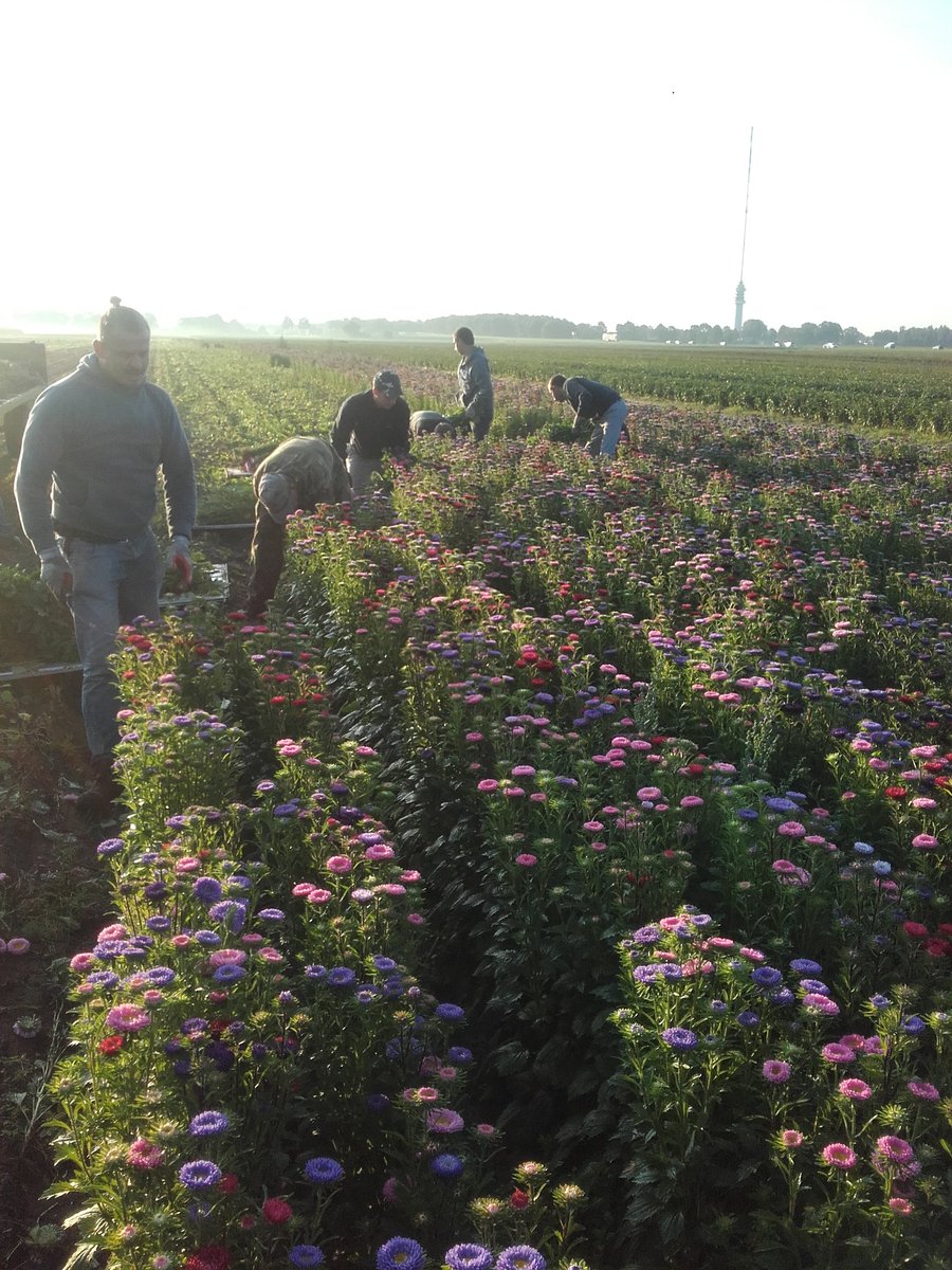 eduard_daling's tweet image. Vandaag worden de laatste #callistephus geoost