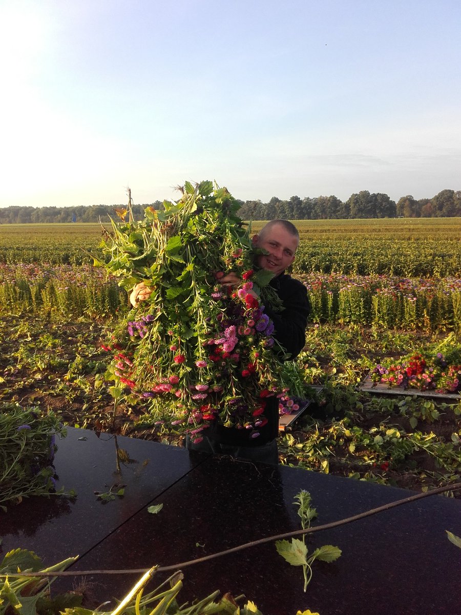 eduard_daling's tweet image. Vandaag worden de laatste #callistephus geoost