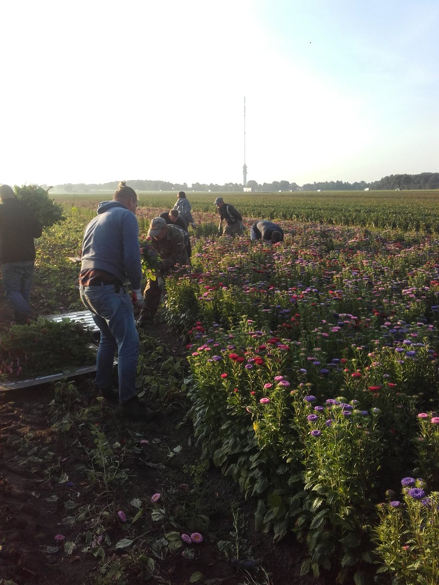 eduard_daling's tweet image. Vandaag worden de laatste #callistephus geoost