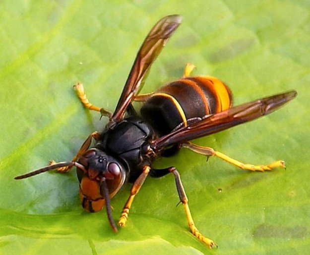 #AsianHornet alert. Important information &amp; resources on this site. Please read &amp; RT nonnativespecies.org/alerts/index.c…