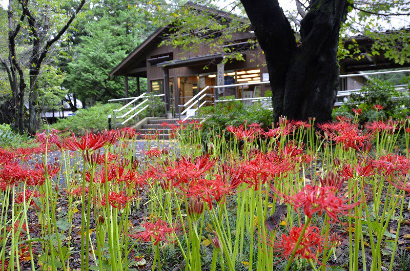 国営昭和記念公園 台風の影響もなく ヒガンバナが ふれあい橋南西斜面 と こもれびの家前 にて見頃を迎えております ぜひご来園ください 昭和記念公園 花 Showakinenpark ヒガンバナ Photo 彼岸花 T Co F7i2hlp9s9 Twitter