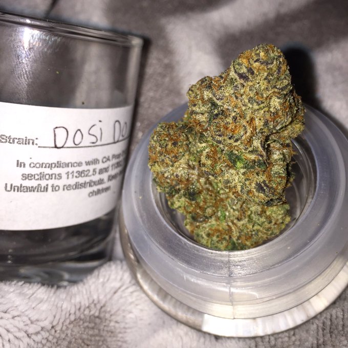 You can see why do-si-dos is quickly becoming one of my favorite strains. https://t.co/m90Vyc9lpa<a href="/tag/lifeisgood"class="tags"><span>#lifeisgood</span></a>