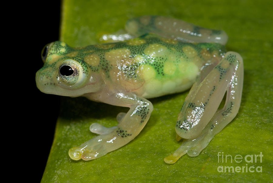 Pariwat's tweet photo. นี่คือ Glass Frog เป็นกบพันธุ์ที่ผิวหนังของมันใส เสียจนมองเห็นเข้าไปถึงตับ ตับ ไส้ พุง ... https://t.co/7hM2ouH8uJ