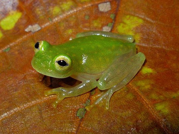 Pariwat's tweet photo. นี่คือ Glass Frog เป็นกบพันธุ์ที่ผิวหนังของมันใส เสียจนมองเห็นเข้าไปถึงตับ ตับ ไส้ พุง ... https://t.co/7hM2ouH8uJ