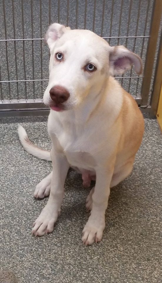 KCNorthlander's tweet image. I was found tied to the door at the Gladstone Animal Shelter. I'm now available for adoption. facebook.com/Gladstone-Anim…