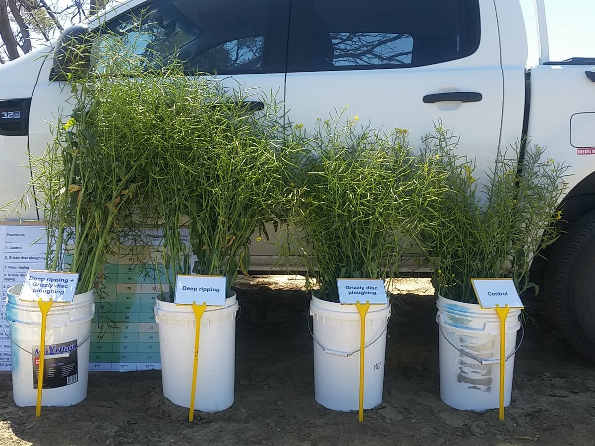 KylieRChambers's tweet photo. Deep ripping & liming can boost canola productivity on acidic yellow deep sands #MerredinFD @DAF_WA https://t.co/aSTltwsi24