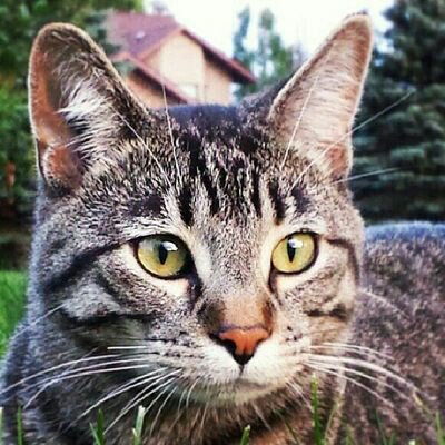 SamSmolarski's tweet photo. Max please come home!! 😭😭😭 please keep an eye out for him https://t.co/yi2eUxhU8p