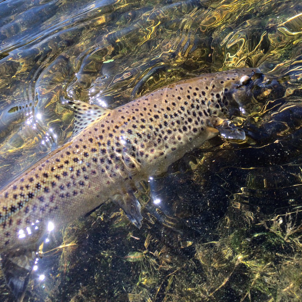 flykayak's tweet photo. Next week begins a whole new adventure out west. Can't wait!! #flyfishing https://t.co/wnDfE0kJlA