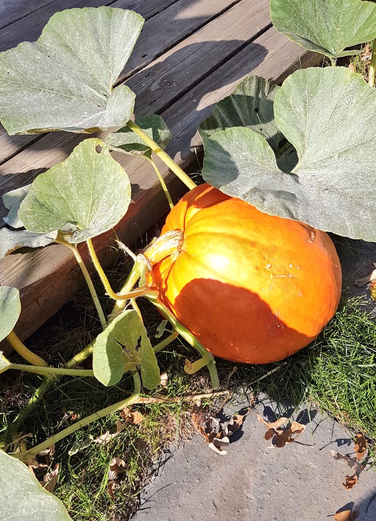 gaileckert's tweet photo. @FarmerMcRae @aitcmb you know what else is awesome? This bad boy grown by a city slicker. #AgForEveryone https://t.co/OG1LlbIGlL