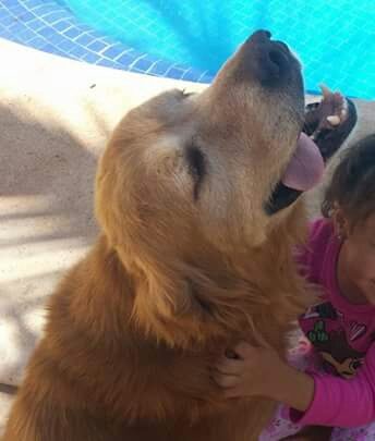 cusabombon's tweet photo. @playaanimal se extravio ayer mi perro de 12 años, en fracc.tigrillo centro maya, agradeceria avisen si lo han visto https://t.co/tX7xesruKj