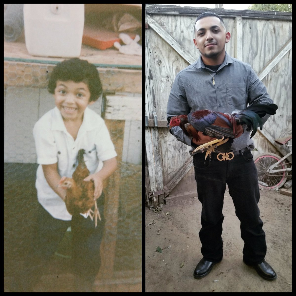 RafaelValdovin7's tweet photo. Started at a young age and still looking forward to breed more and more....🐓💸👌💯#gamefowlbreeder
#stayingdedicated https://t.co/EyzA0GODvR
