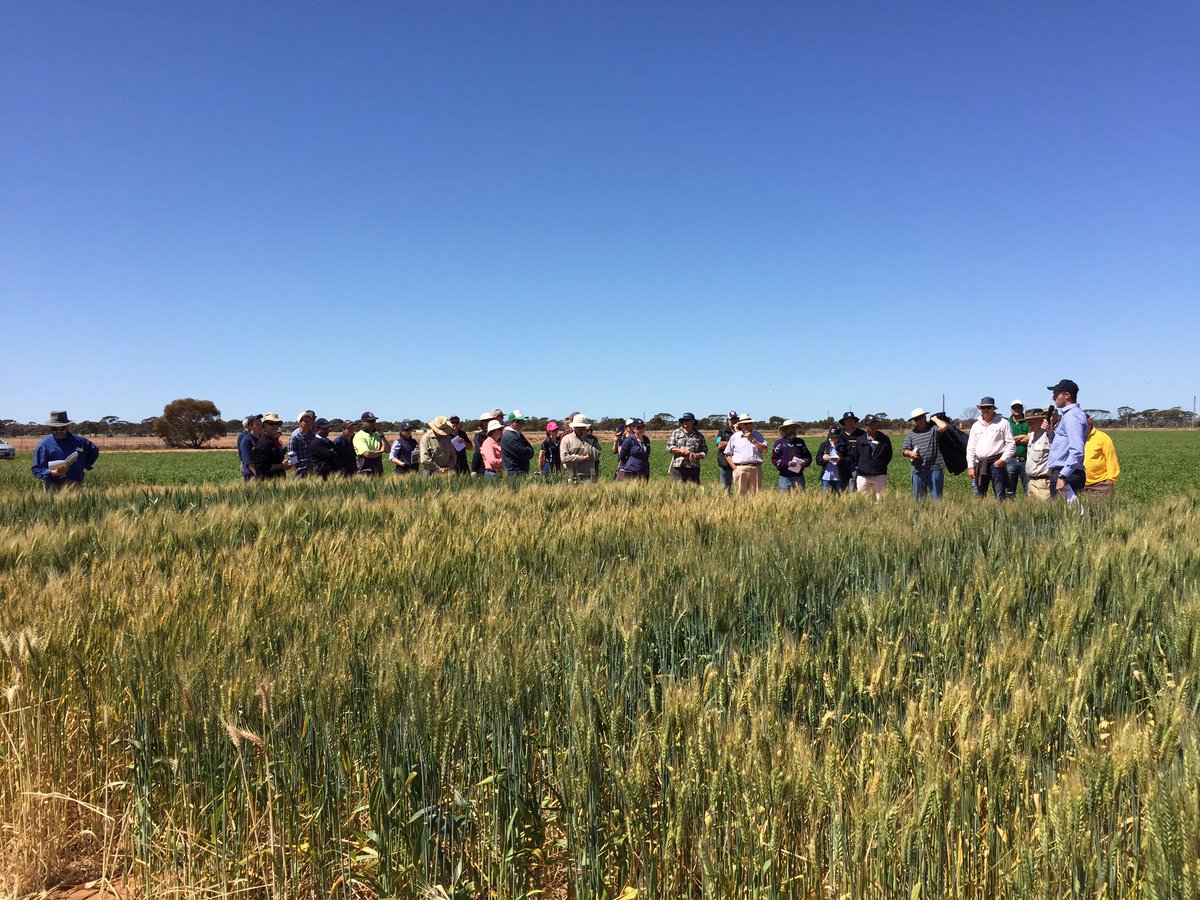 G_ctrain's tweet photo. Dion Nicol talking about long season wheats sown early (April) vs conventional mid/late May sowing time #merredinFD https://t.co/SBtFy5FrLP
