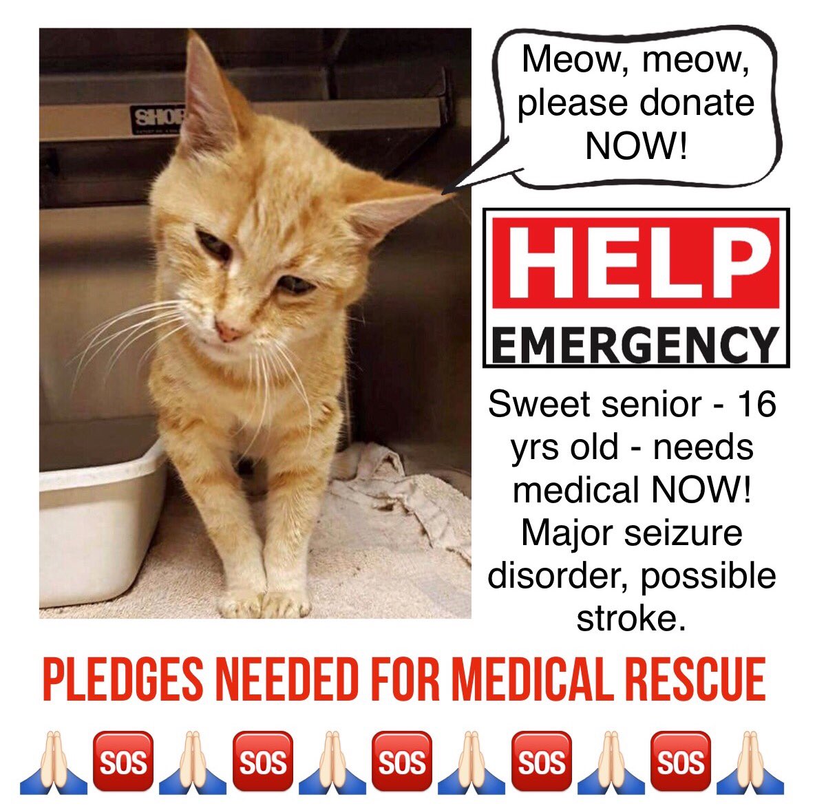 loridowney3's tweet photo. 🆘 URGENT MEDICAL
Sweet senior #cat needs pledges NOW ⏳ to save her
>@cobbkitties #Marietta #GA 
🙏🏻Pledge HERE⏩https://t.co/mKXKhnTAlN https://t.co/wA5h4IKbKP