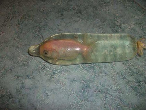 CauseWereGuys's tweet photo. Turned my goldfish into a dolphin... https://t.co/OcuP0JbsmF