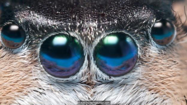 BBCEarth's tweet photo. Can you guess the owners of these eyes? https://t.co/rB0WPjv6Uz https://t.co/1wdo7m3A4W