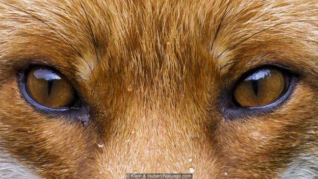 BBCEarth's tweet photo. Can you guess the owners of these eyes? https://t.co/rB0WPjv6Uz https://t.co/1wdo7m3A4W