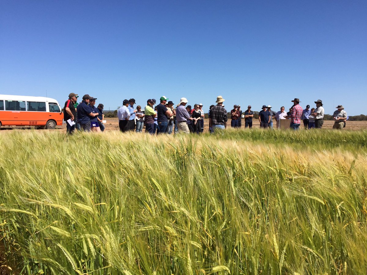 G_ctrain's tweet photo. Exploring genetics which cause barley roots to grow down instead of out May help 2 chase moisture in WA #MerredinFD https://t.co/3NWa9BC9fO