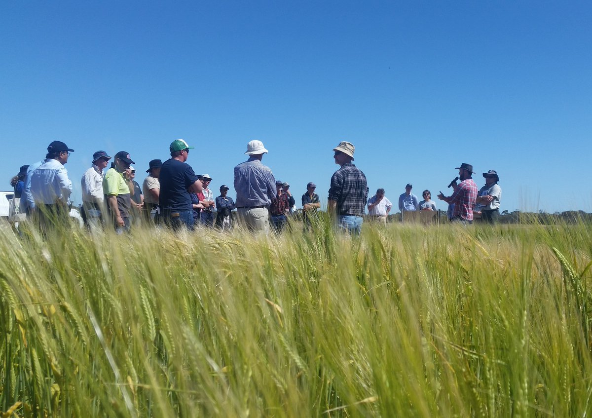 KylieRChambers's tweet photo. @BlakelyPaynter & @DrHikov discussing research into new lines of deep rooting barley #MerredinFD @DAF_WA https://t.co/gV1eFEVMOq