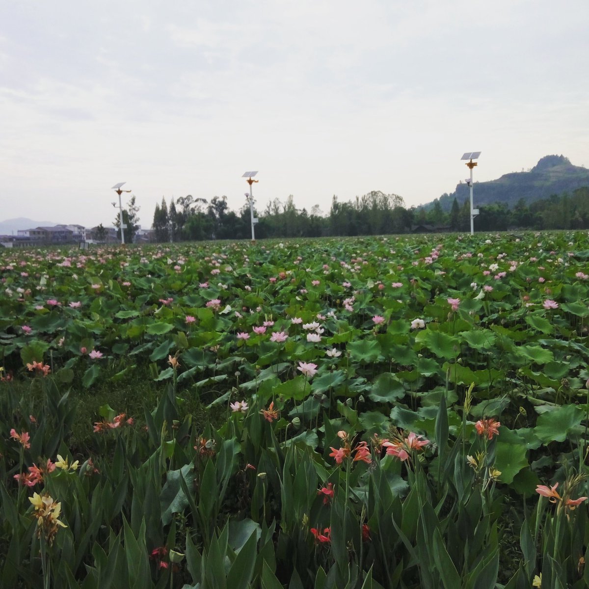 The lotus so beautiful in my hometown。