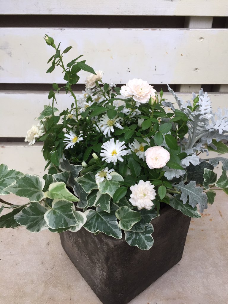 In Natural インナチュラル ミニバラ グリーンアイス 淡いサーモンピンク 白 ライムグリーン と花色が変化します 病気にも強く寄せ植えに使いやすい品種です T Co U3y6e2ppnl Twitter