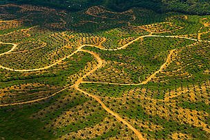 greenpalmoil's tweet photo. Latest sustainable palm oil scorecard - which brands are leading the way ? https://t.co/dzJXy2ZhHt #WWF #2016 #RSPO https://t.co/R9EqhkC5oG
