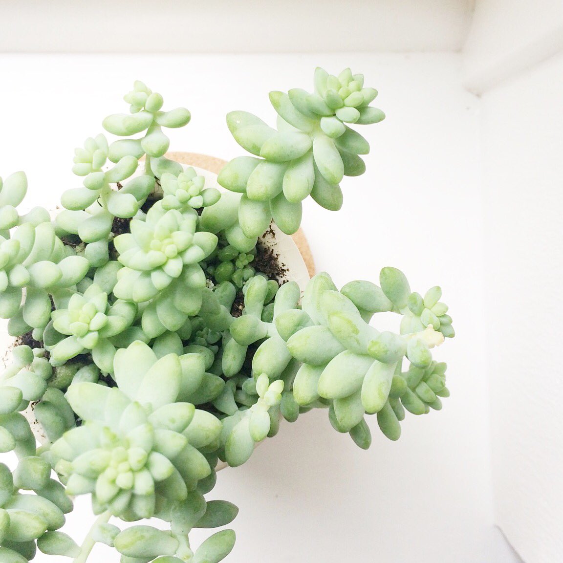 plewsystudio's tweet photo. finally got this little guy planted 🌱 https://t.co/ef88qowIL6