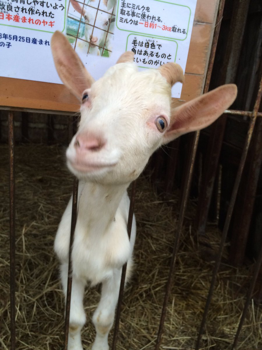 有 ハイジ牧場 先日募集したヤギの名前が蓮也さん r 命名 キラ くんに決まりました たくさん名前 候補をあげていただきありがとうございました どれもいい名前でとても迷いました キラくんをこれからよろしくお願いします