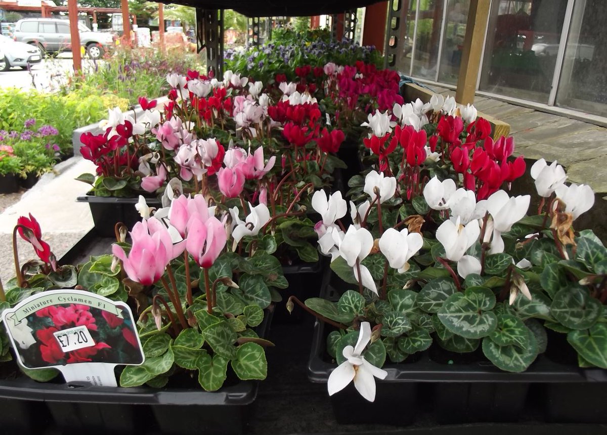 Lauren Olivia tweet media