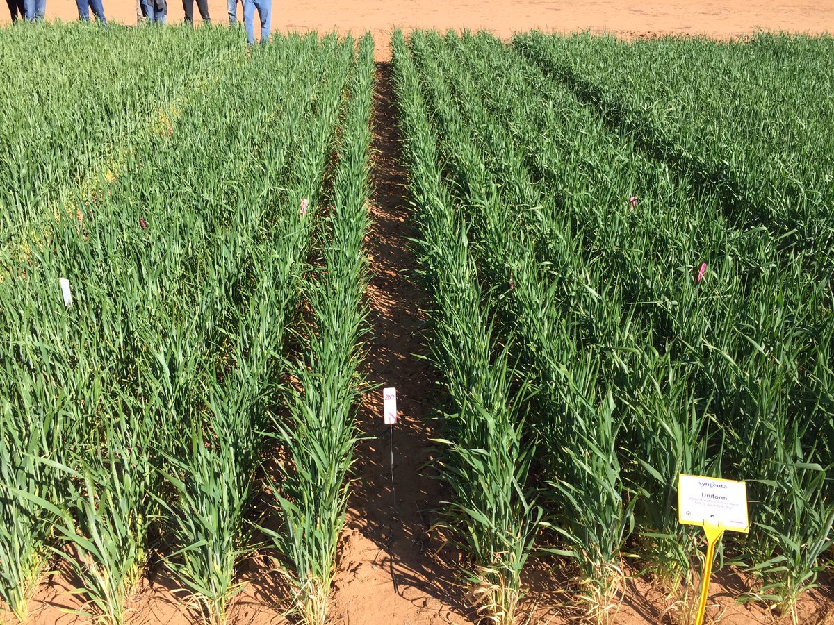 G_ctrain's tweet photo. Positive effects of uniform treatment on biomass in @Syngenta wheat trial at #MerredinFD https://t.co/0trS7TWARL