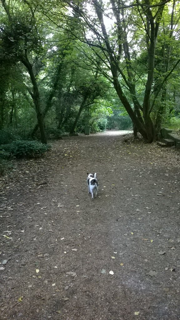 angrylitterlady's tweet photo. Peaceful walk this morning in #nunheadcemetary #wastelesslivemore https://t.co/KgAZH7wUoU