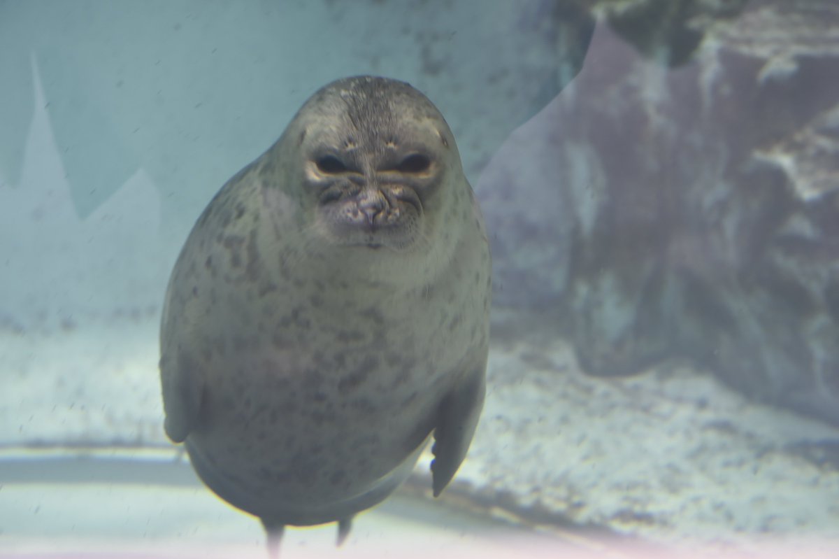 水中のアザラシの顔がめっちゃ怖い 実はこういう仕組みだった そういうことだったのか 何それ可愛い Togetter 水中のアザラシの顔がめっちゃ怖い 実はこういう仕組みだった そういうことだったのか 何それ可愛い Togetter