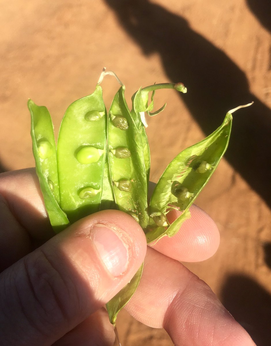 james_ag_'s tweet photo. Spot the frost damaged field peas #MerredinFD https://t.co/sad6MDIGs3