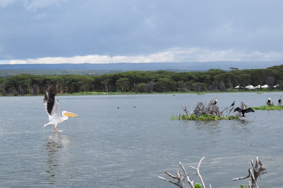 AfricompassT's tweet photo. Did you know ...
The name Naivasha
derives from the local Maasai name Nai'posha, https://t.co/h8PHxS5Dh2 https://t.co/y9YxFc7h88
