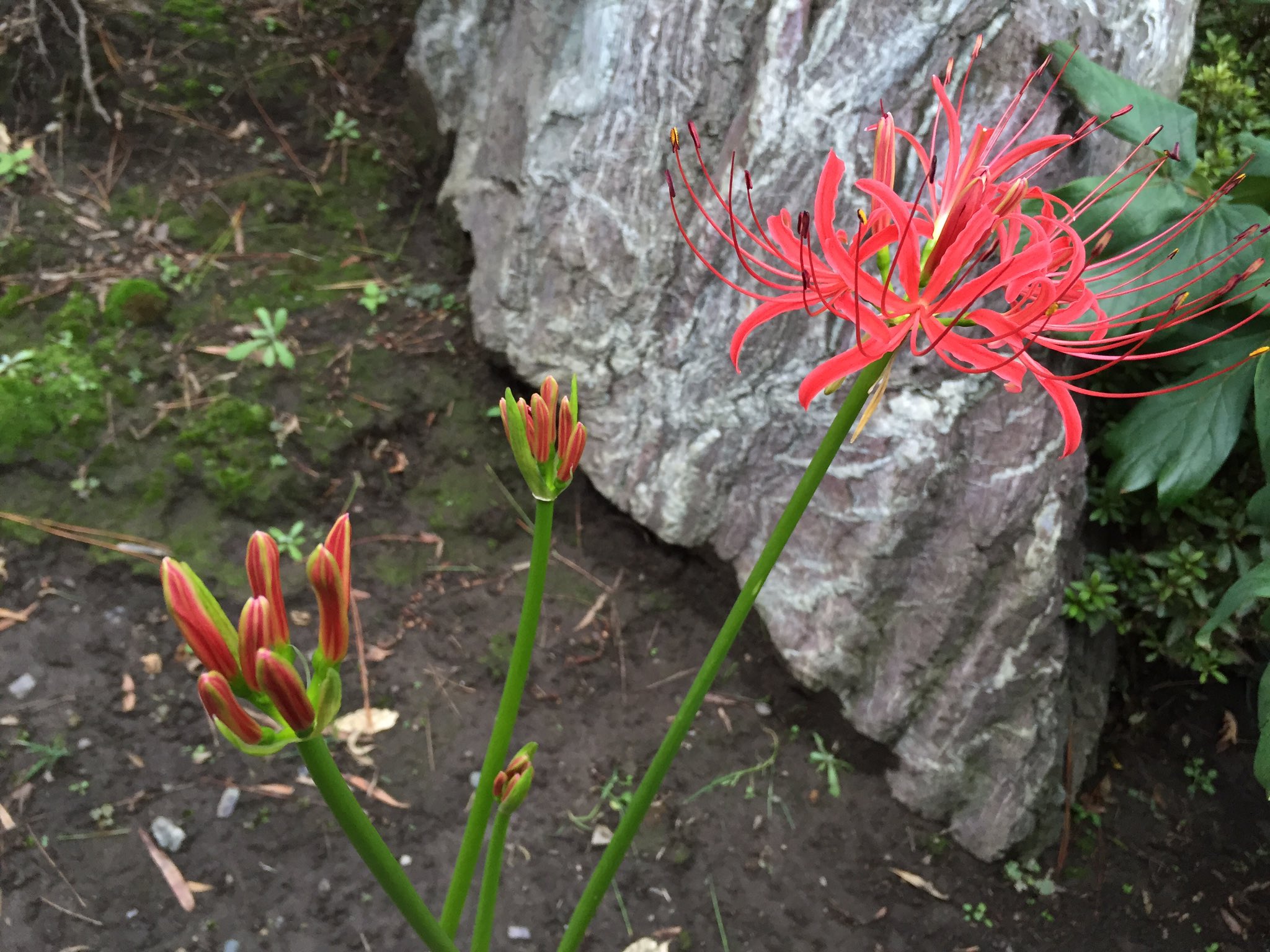 辛口sakura 彼岸花を庭に植えるなんて と大叔母さんには怒られたが わたしも母も好きな花 昨年庭に植えたものが咲き始めた ガーデニング 曼珠沙華 彼岸花 T Co Fjc5si2vyb Twitter