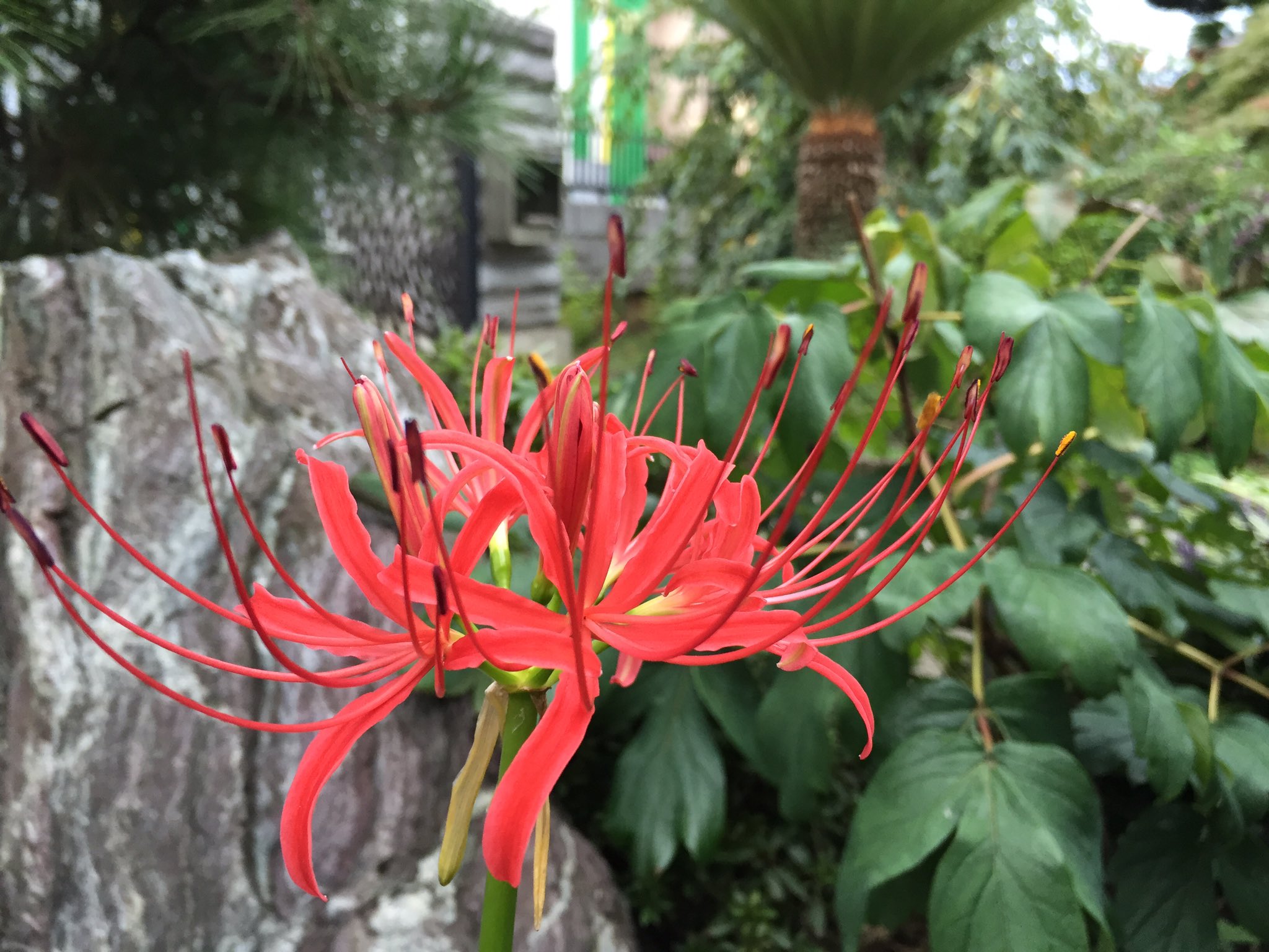 辛口sakura 彼岸花を庭に植えるなんて と大叔母さんには怒られたが わたしも母も好きな花 昨年庭に植えたものが咲き始めた ガーデニング 曼珠沙華 彼岸花 T Co Fjc5si2vyb Twitter