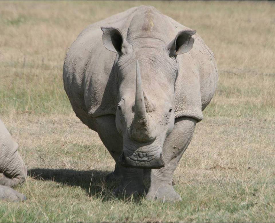 KWSKenya's tweet photo. We mark #WorldRhinoDay at Voi stadium on 23rd Sept.Its imperative that all conservation partners join hands and participate. https://t.co/EATtXqfjwq