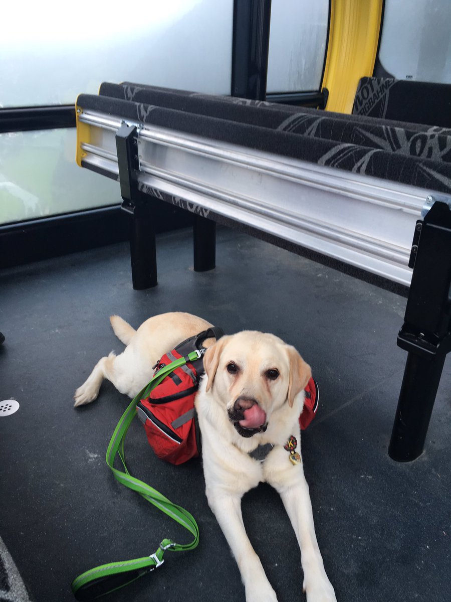 keeperlabrador's tweet photo. Me riding the new #Penken cable car @Mayrhofen #Keeponholiday https://t.co/K5vSQXENaH