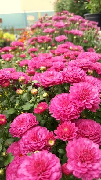 eec_hardware's tweet photo. Chrysanthemum 2ltr pot €2.99/Bedding 3 Trays (6 plants per tray)€5.98 https://t.co/YmxnfV7Qlw